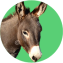 Burro