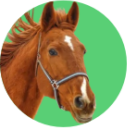 Cavalo