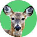 Veado